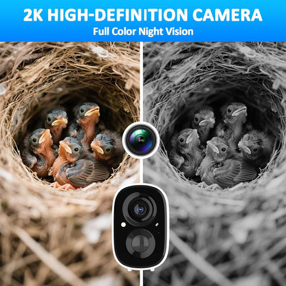 2K camera view of chicks in a nest, in colour and night vision